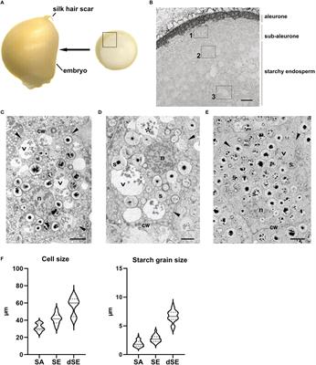 Multiscale imaging reveals the presence of autophagic vacuoles in developing maize endosperm